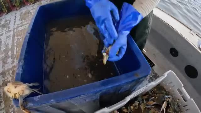 Thumbnail image for Outside the Levees - Crab Fishing