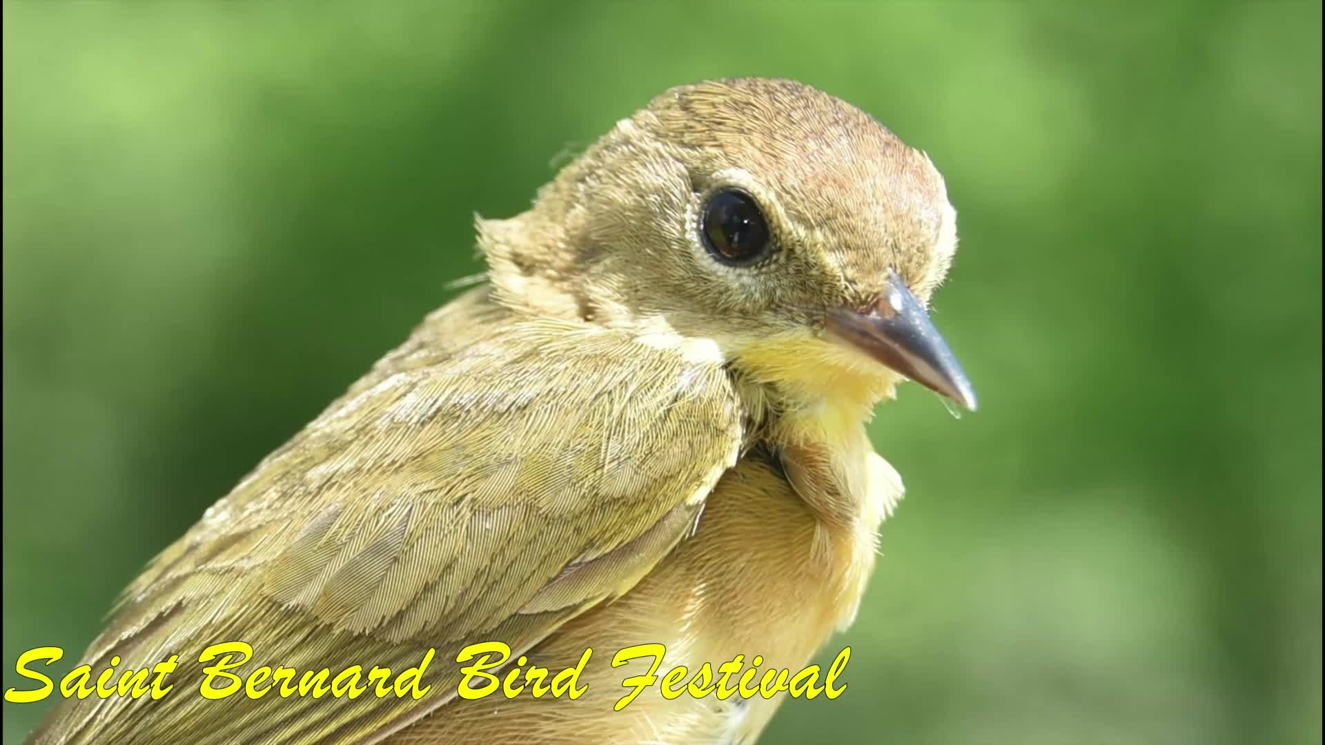 Thumbnail image for 2023 Bird Festival